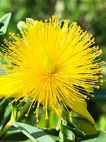 Blue Velvet St. Johnswort