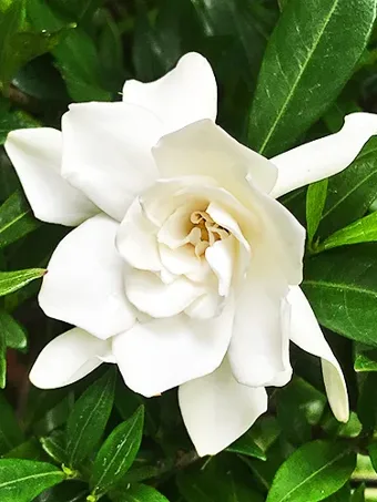 Jubilation™ Gardenia