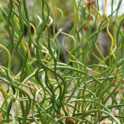 Corkscrew Rush For Sale The Tree Center