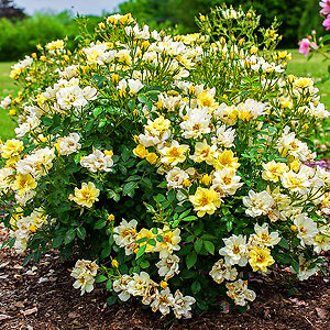 Lemon Drift® Rose For Sale Online | The Tree Center