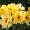 Lemon Drift® Rose For Sale Online | The Tree Center