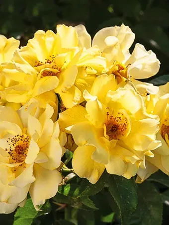 Lemon Drift® Rose