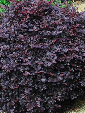 Cerise Charm™ Loropetalum