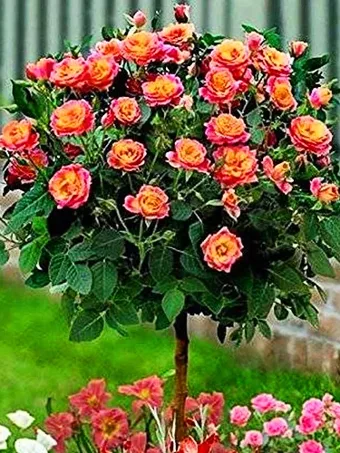 Rainbow Sunblaze® Miniature Rose - Tree Form