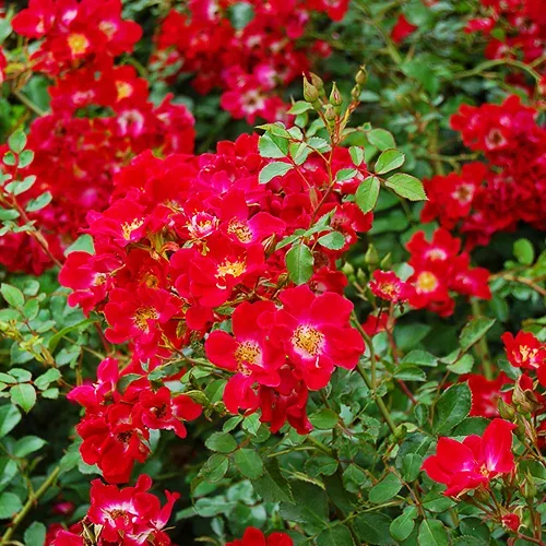 Red Meidiland® Rose For Sale Online | The Tree Center