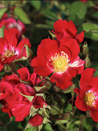 Red Meidiland® Rose
