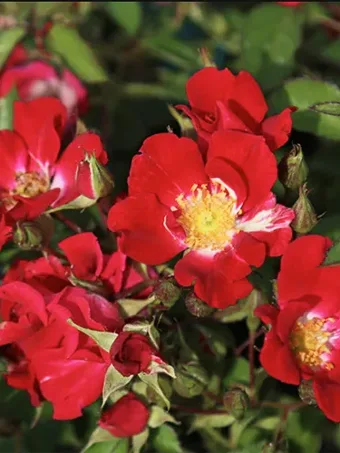 Red Meidiland® Rose