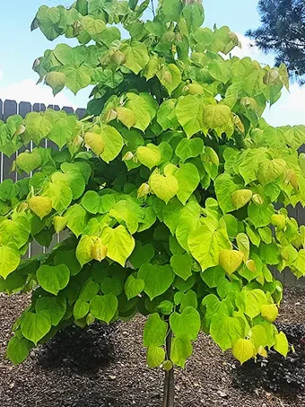 Rise 'N Shine Redbud