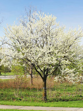 Royal White Redbud