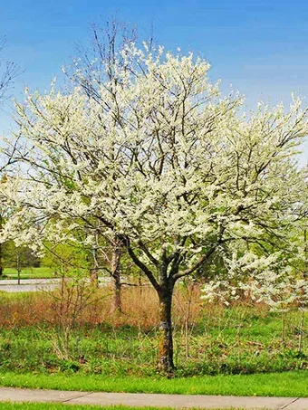 Royal White Redbud