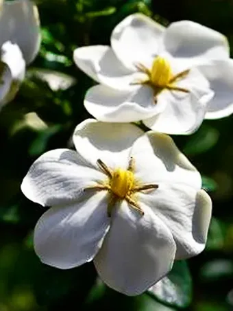 Snow Globe Gardenia