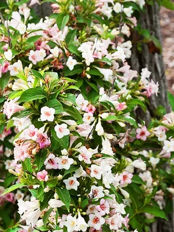 Sonic Bloom® Pure Pink Weigela, White Oak Gardens