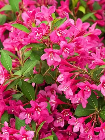 Sonic Bloom® Pink Weigela