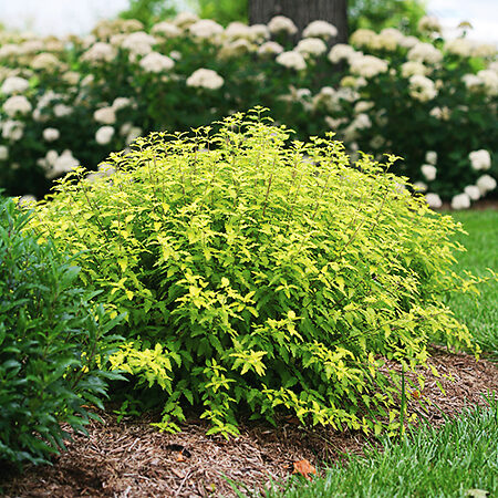 Sunshine Blue® Bluebeard For Sale Online | The Tree Center