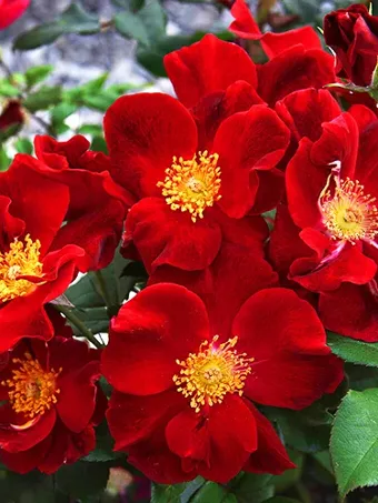 Mandarin Sunblaze® Rose For Sale Online | The Tree Center