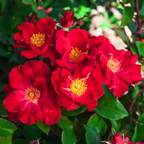 Top Gun™ Rose For Sale Online | The Tree Center