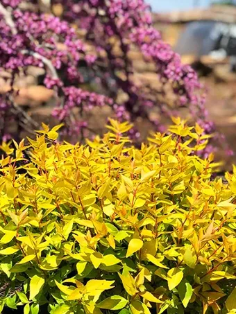 Twist of Mango™ Abelia