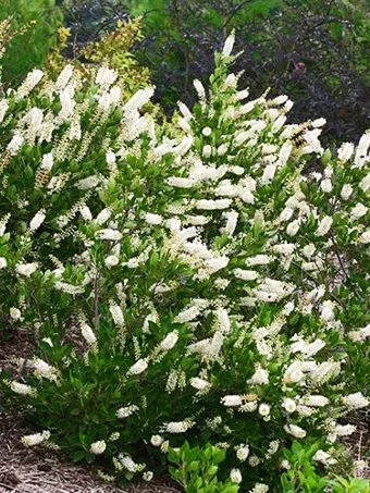 Vanilla Treat™ Butterfly Bush