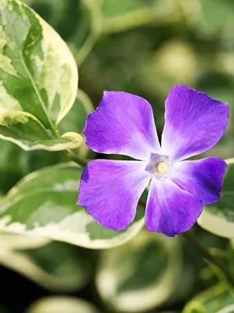 Variegated Vinca Major