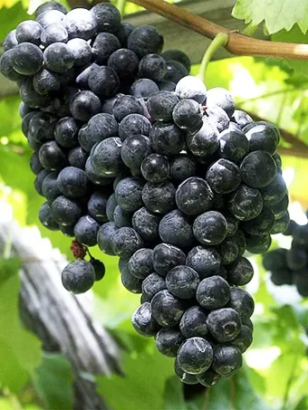 Concord Seedless Grape