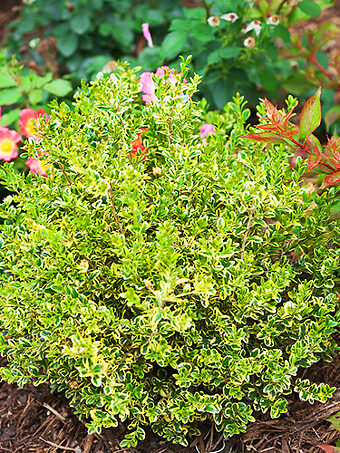 Wedding Ring® Japanese Boxwood