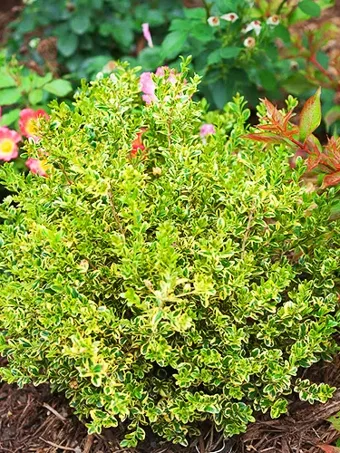 Wedding Ring® Japanese Boxwood