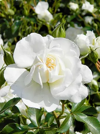 White Meidiland® Rose