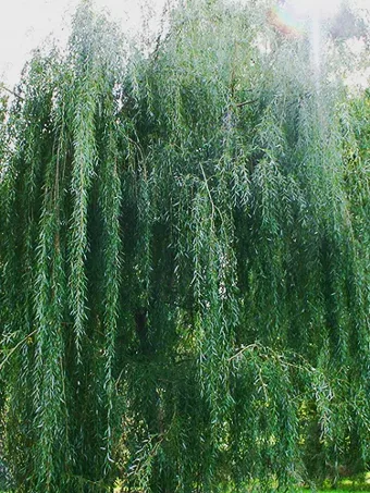 Wisconsin Weeping Willow