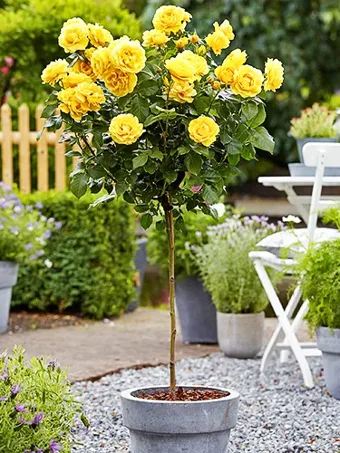 Yellow Sunblaze® Miniature Rose - Tree Form