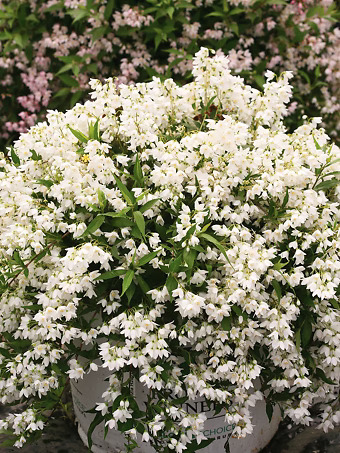 Yuki Snowflake® Deutzia