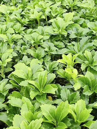 Green Sheen Pachysandra