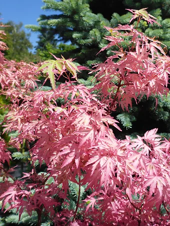 Taylor Japanese Maple