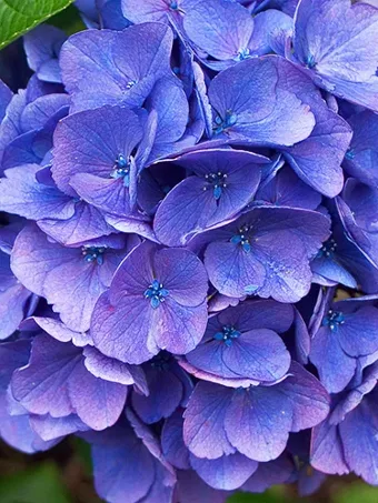 Cityline® Vienna Hydrangea