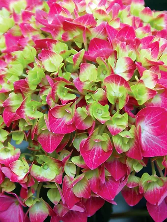 Lime Lovebird Hydrangea