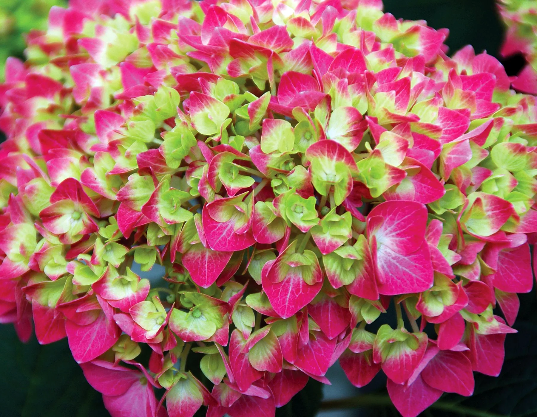 Image of Lime lovebird hydrangea flowers up close