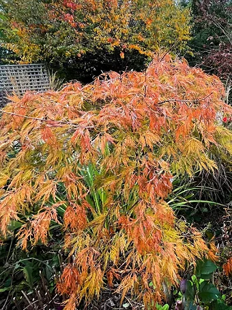 Lemon Lime Lace Japanese Maple