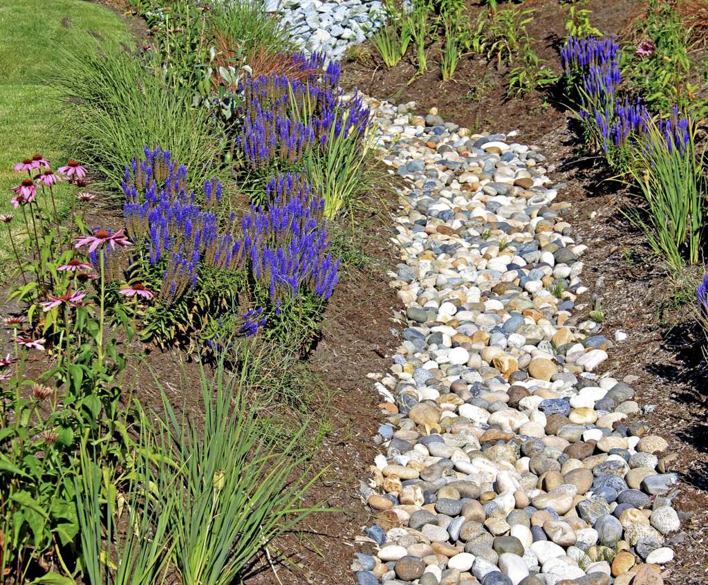 Planting around a french drain