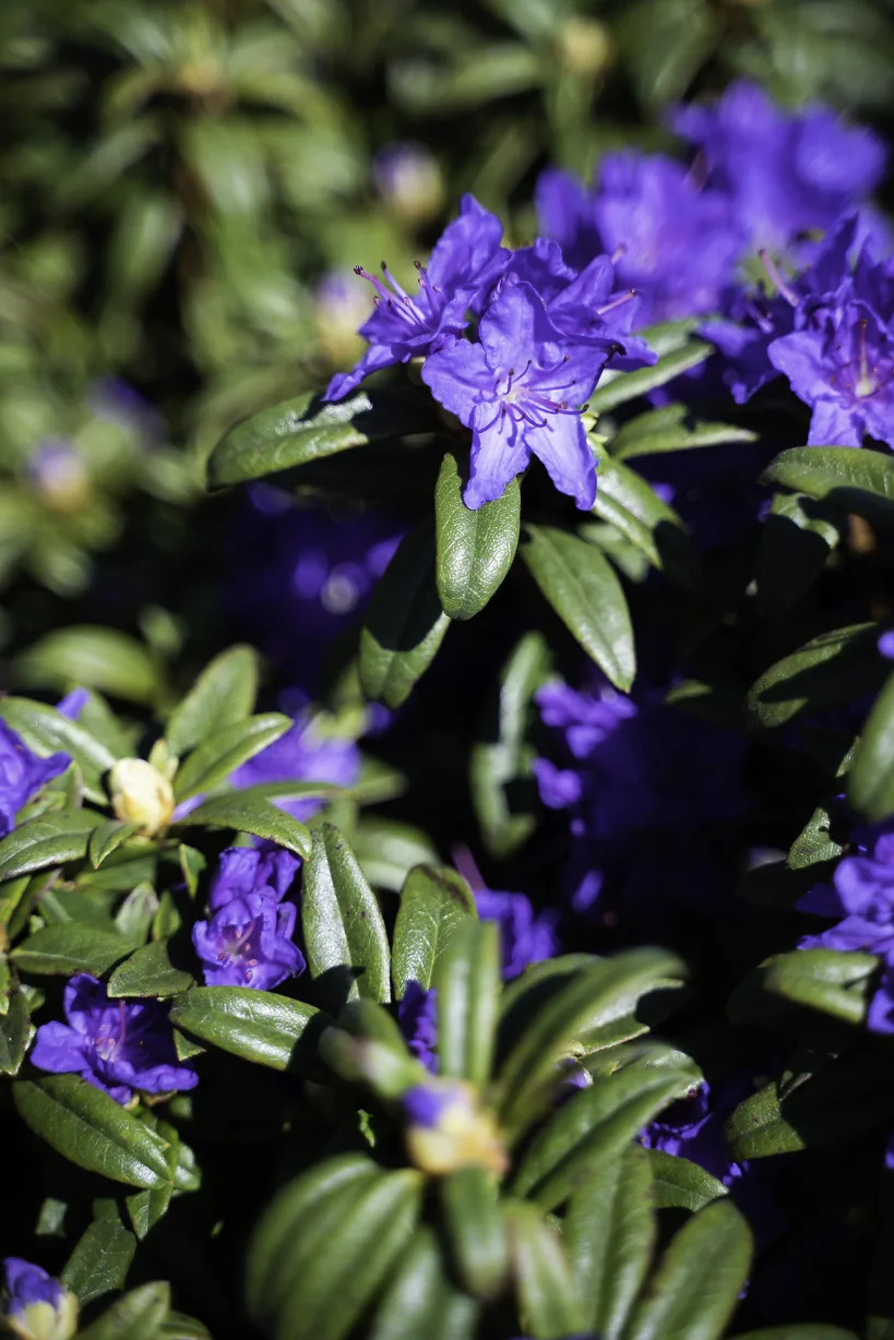 thumbnail image 2 of Rhododendron X 'Blue Baron'  Rhododendron  Evergreen Bluish Purple Flowers 3 Size Container 2 of 9