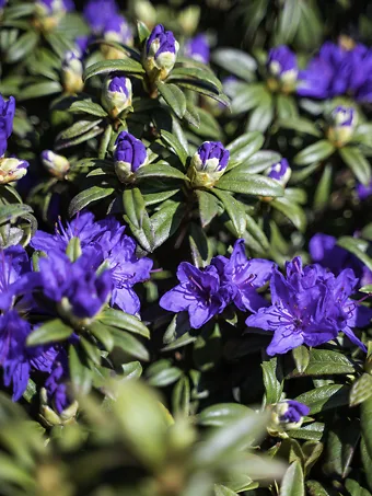 Blue Baron Rhododendron