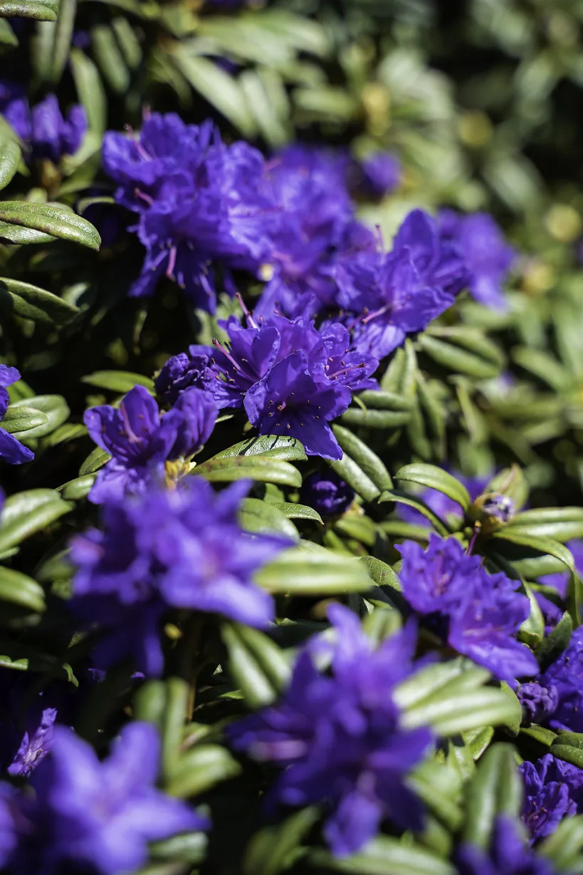 True Blue Rhododendron Blue Baron Rhododendron For Sale | The Tree Center