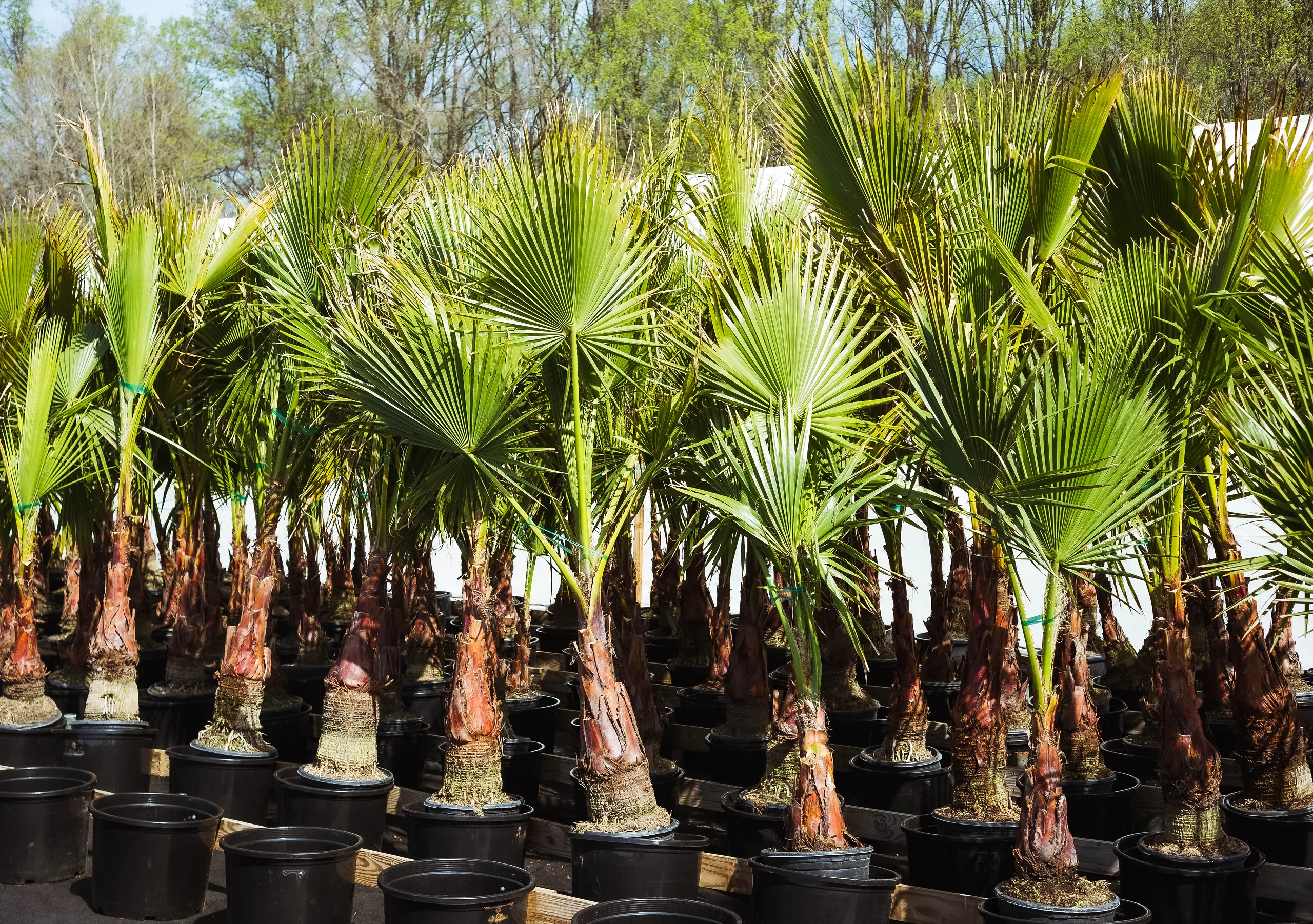 Bore budbringer billedtekst Mexican Fan Palm Trees For Sale Online | The Tree Center