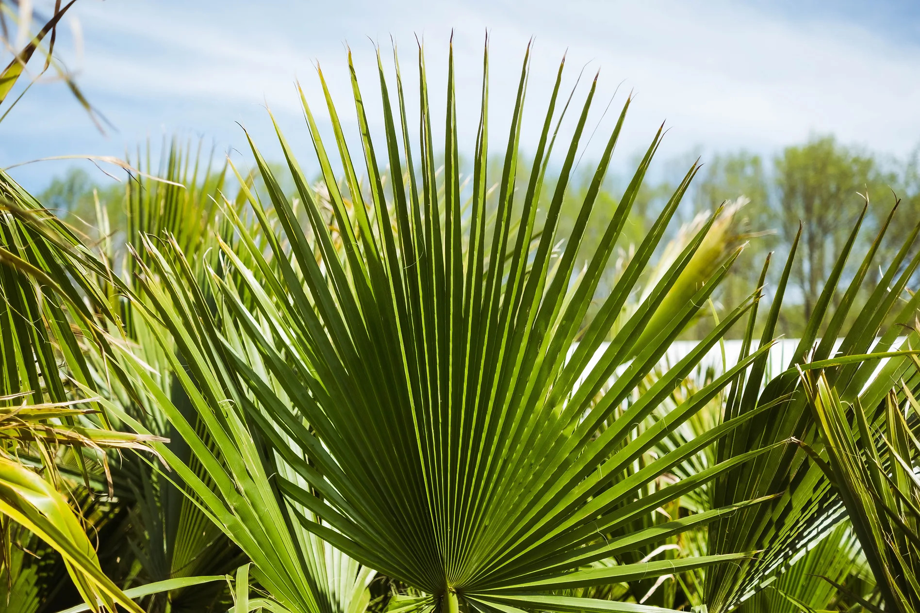 Mexican Fan Palm Trees For Sale Online | The Tree Center