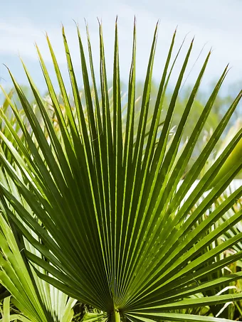 Mexican Fan Palm