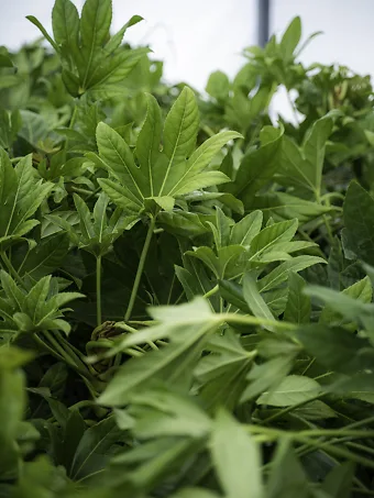 Japanese Aralia