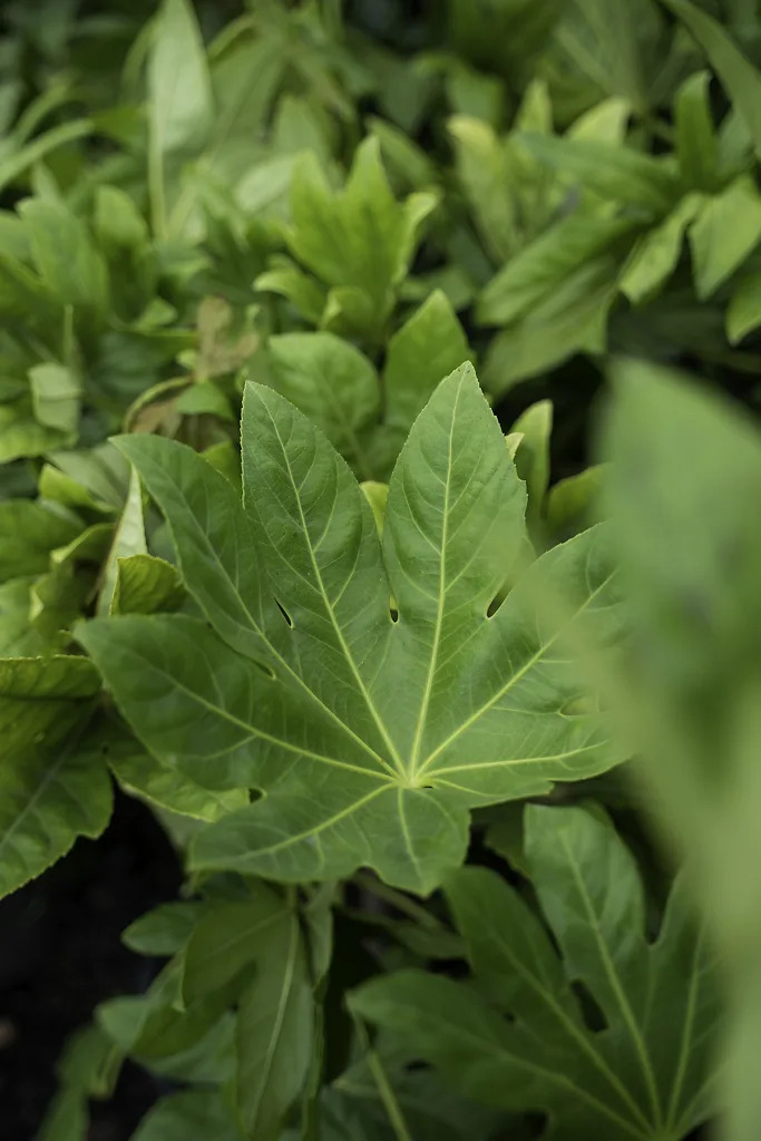 Japanese Aralia For Sale Online | The Tree Center