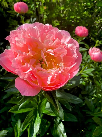 Pink Hawaiian Coral Peony