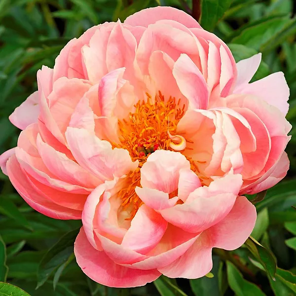 Buy Pink Hawaiian Coral Peony Online at Breck's Bulbs Canada