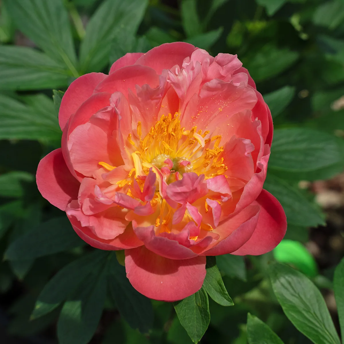 Pink Hawaiian Coral Peony For Sale Online | The Tree Center