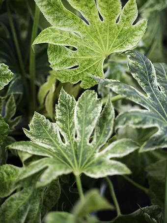 Spider's Web Fatsia