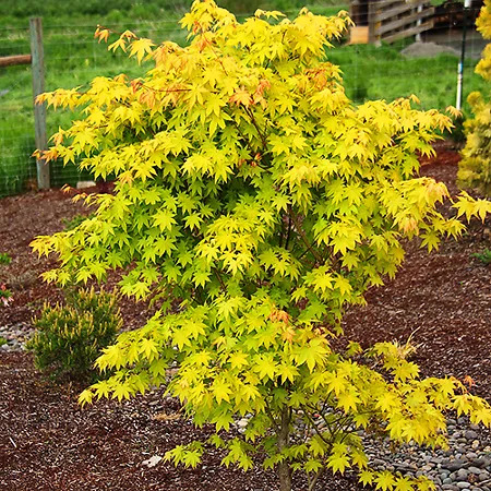 Summer Gold Japanese Maple For Sale Online | The Tree Center